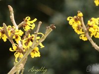 Hamamelis Angelly 2015 02 07 3211